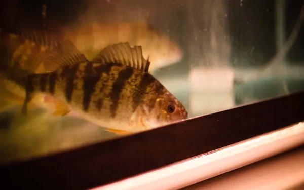 Fish in tank