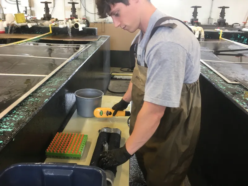 Andrew PIT tags a juvenile muskie