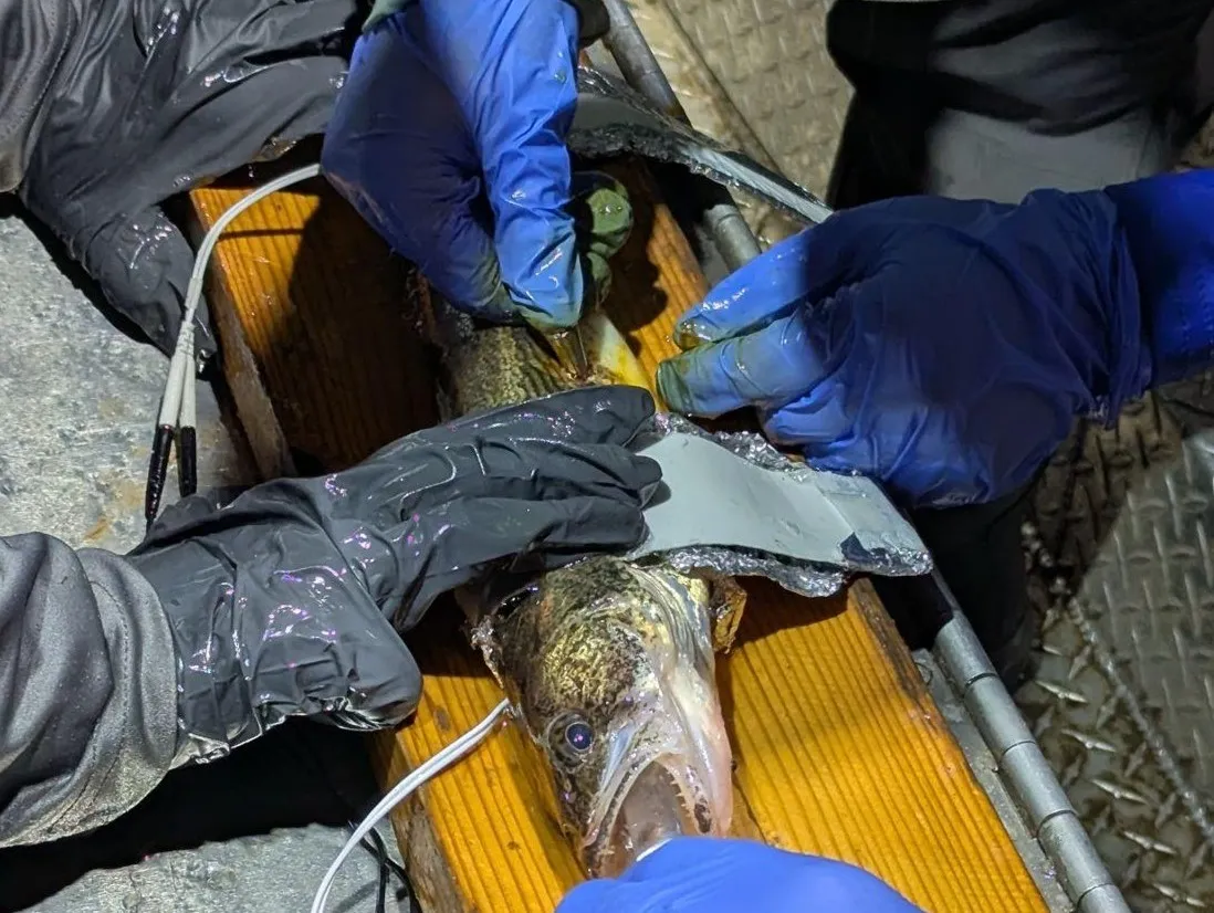 Sauger undergoing surgical tag implantation 